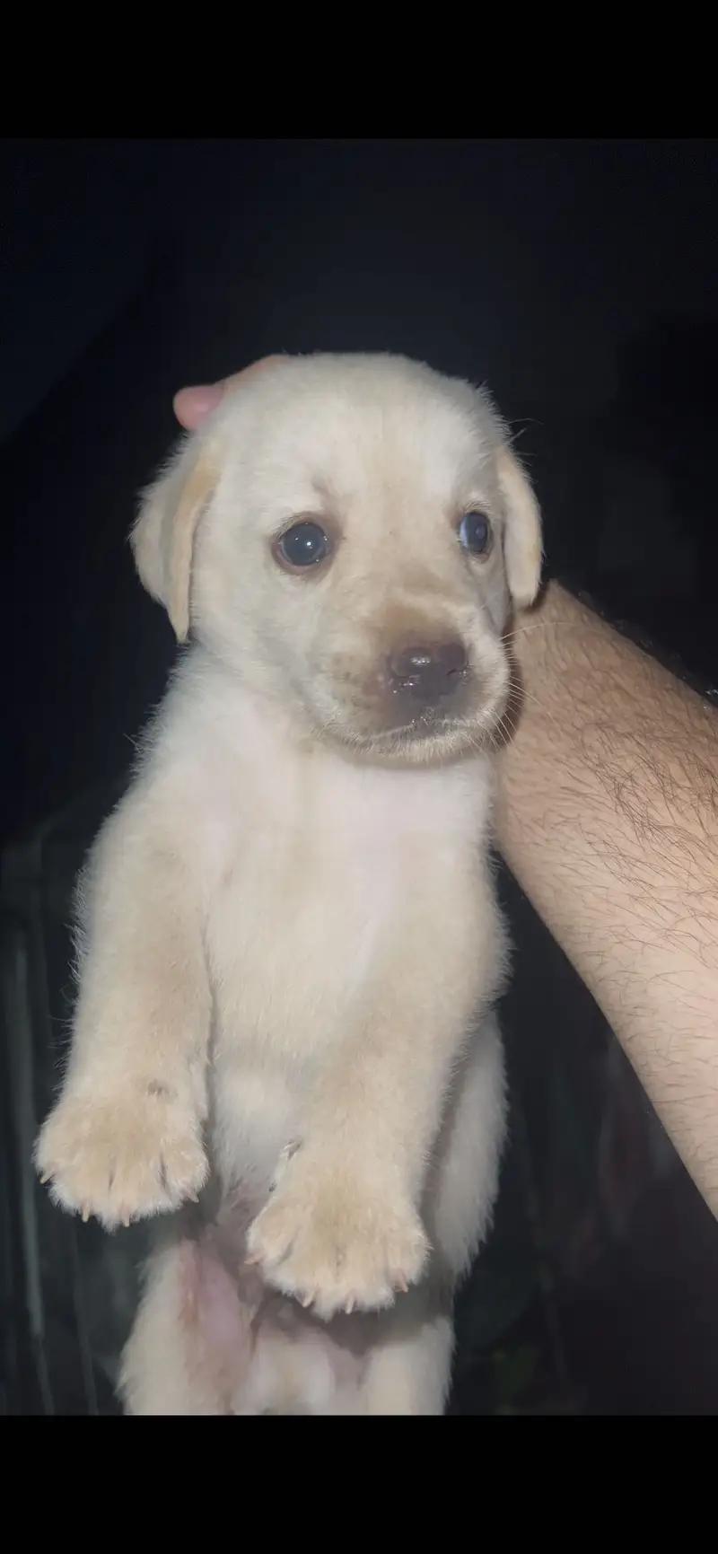 Labrador male puppy available — photo 8