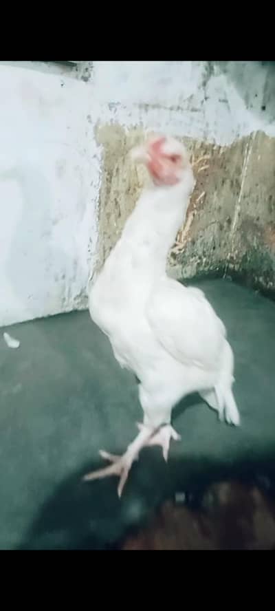 100% pure original quality aseel Paperwhite hera madi