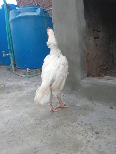 Silki Bantam Heera Chicks & Breeder Available