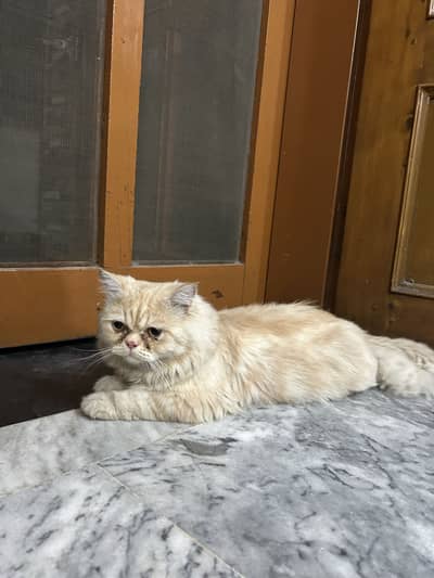 Beautiful 1-Year-Old Orange Persian Male Cat for Sale