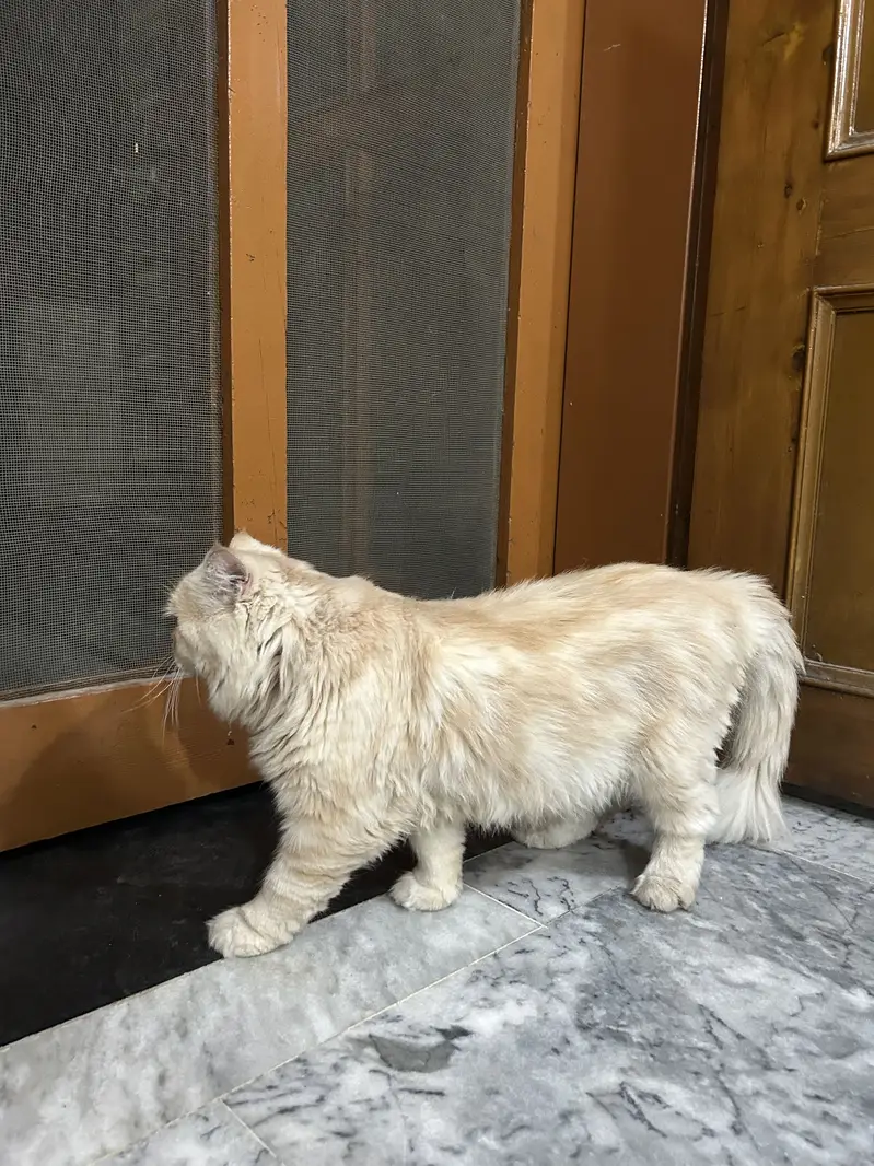 Beautiful 1-Year-Old Orange Persian Male Cat for Sale — photo 2