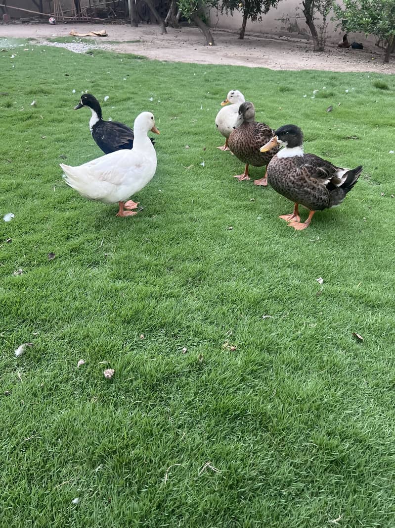 Ducks 0