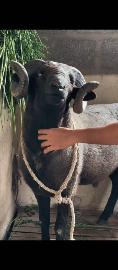 longtail sheep