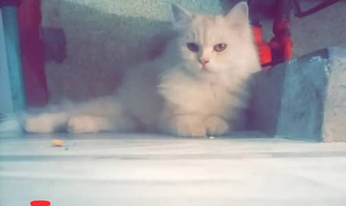 ik Male hai or ik female jora hai