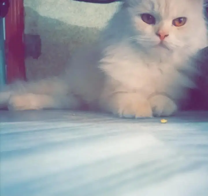 ik Male hai or ik female jora hai — photo 2
