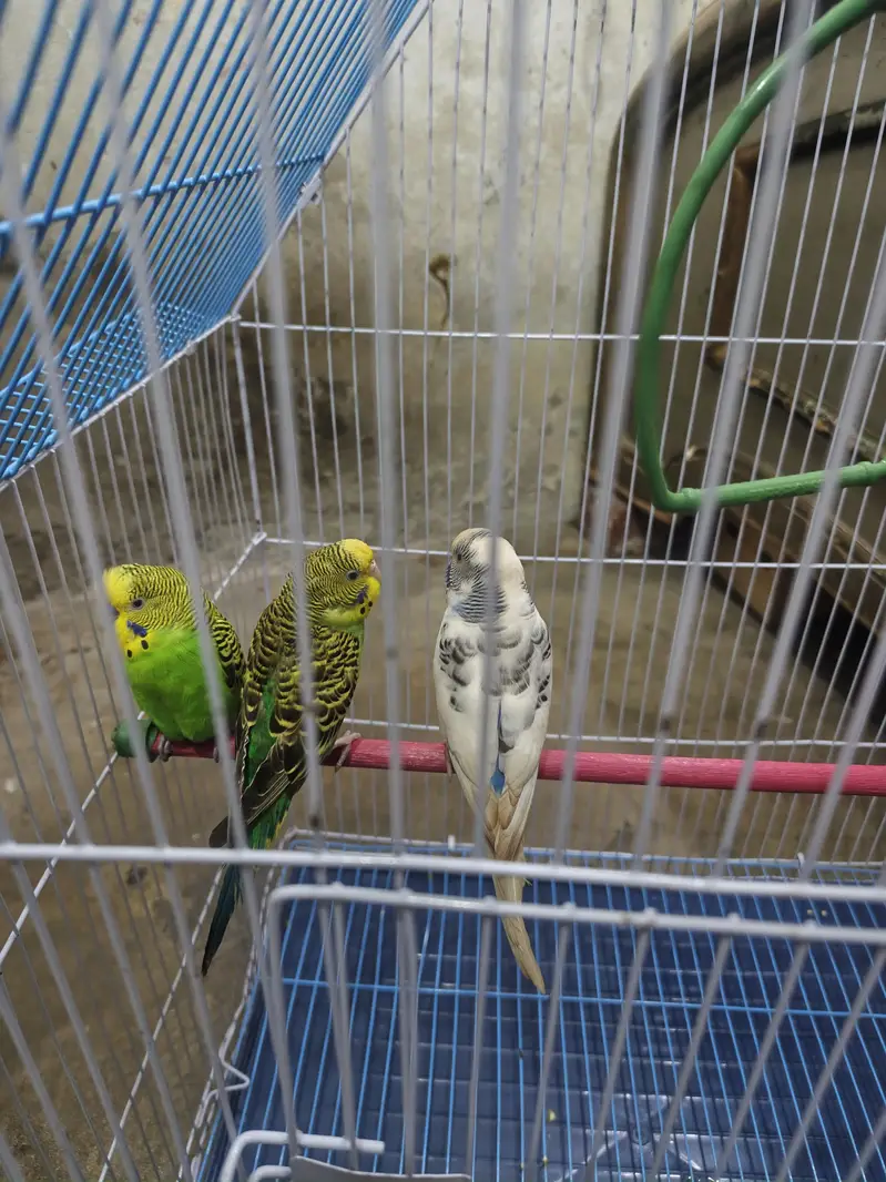 birds  — photo 3