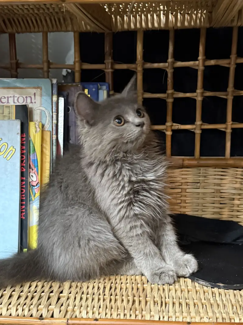 Beautiful fluffy grey Persian kitten