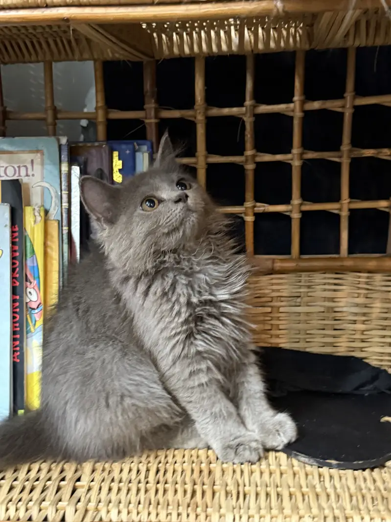 Beautiful fluffy grey Persian kitten — photo 2