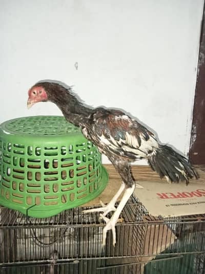 for sale