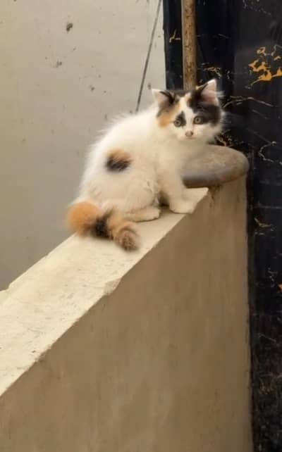 Persian kittens