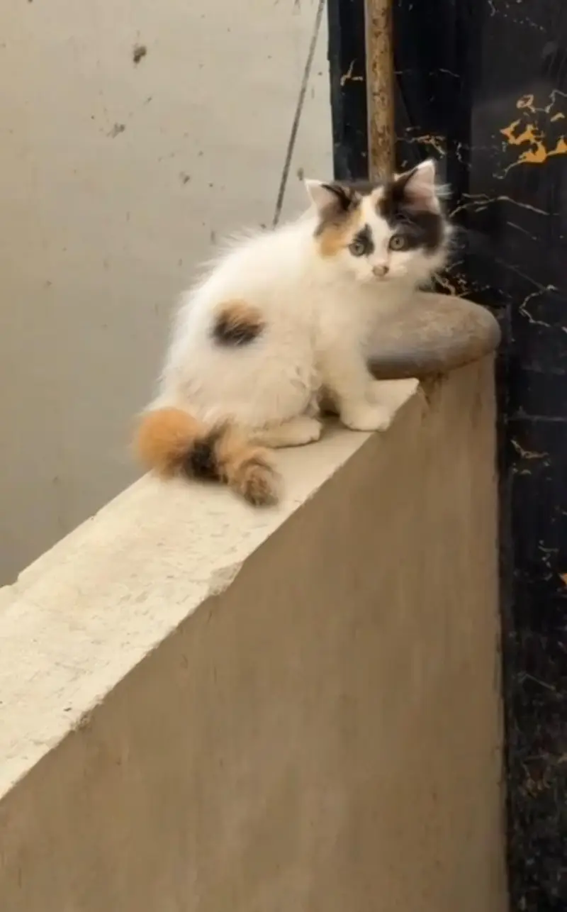 Persian kittens