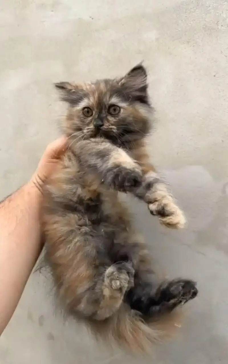 Persian kittens — photo 2