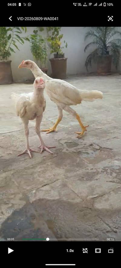 Aseel Heera choozy paper white