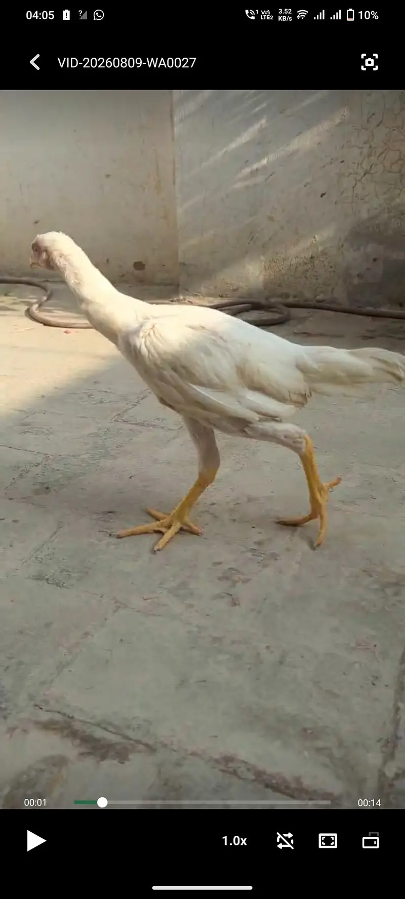 Aseel Heera choozy paper white — photo 7