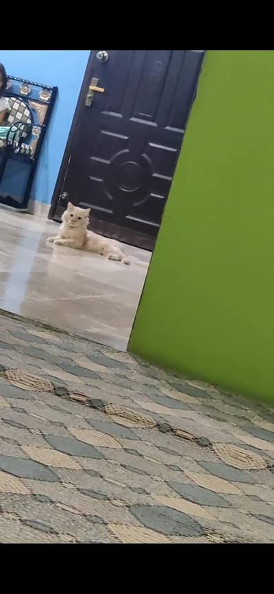 Persian Punch Face male Cat