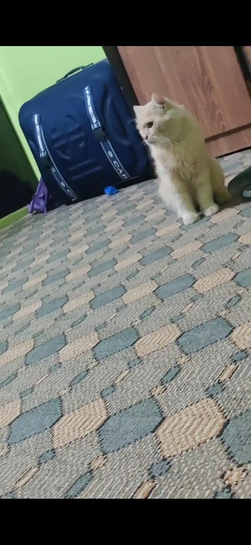 Persian Punch Face male Cat — photo 3