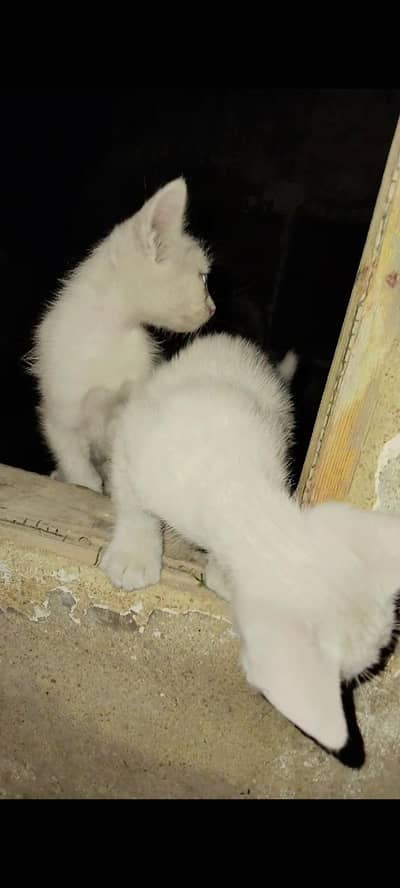Persian cats