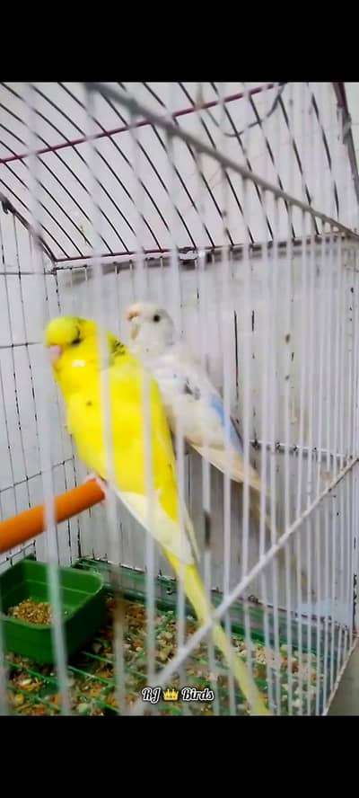 king/exhi breeder hogobreed female and Violet + turquoise  rainbow