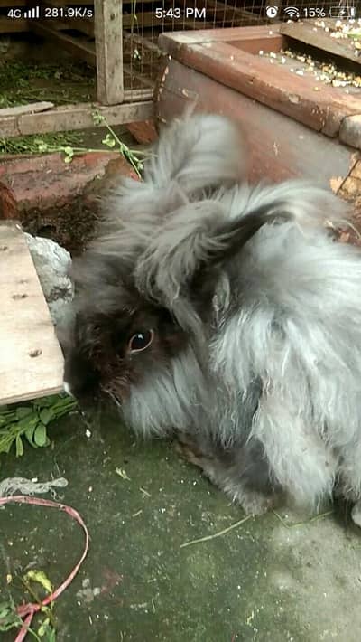 lion head angora rabbit
