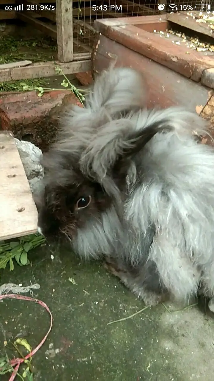lion head angora rabbit