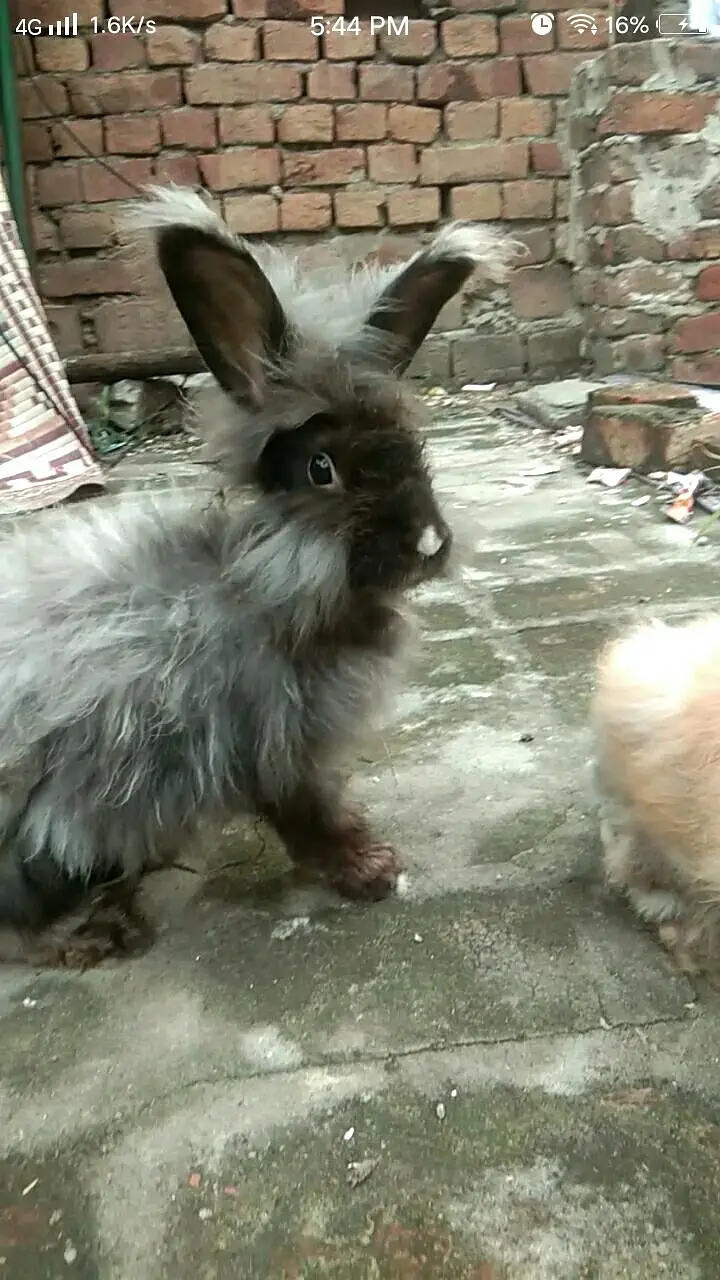 lion head angora rabbit — photo 2