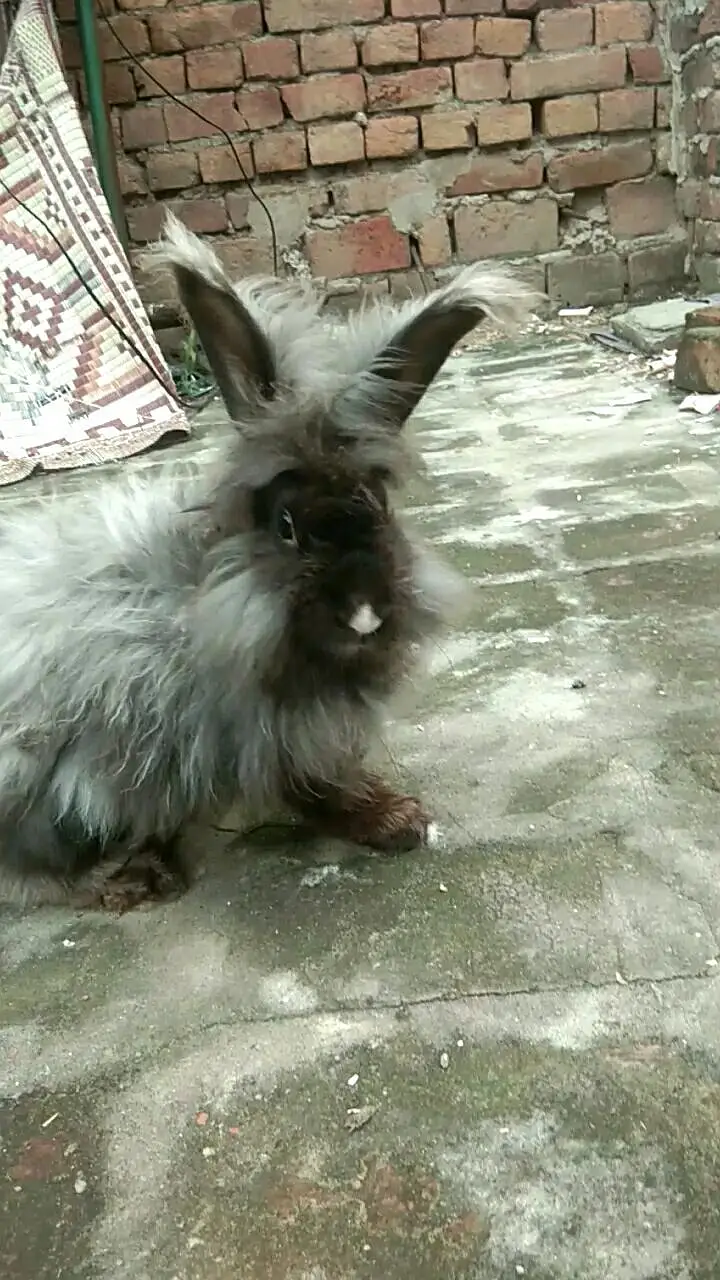lion head angora rabbit — photo 3