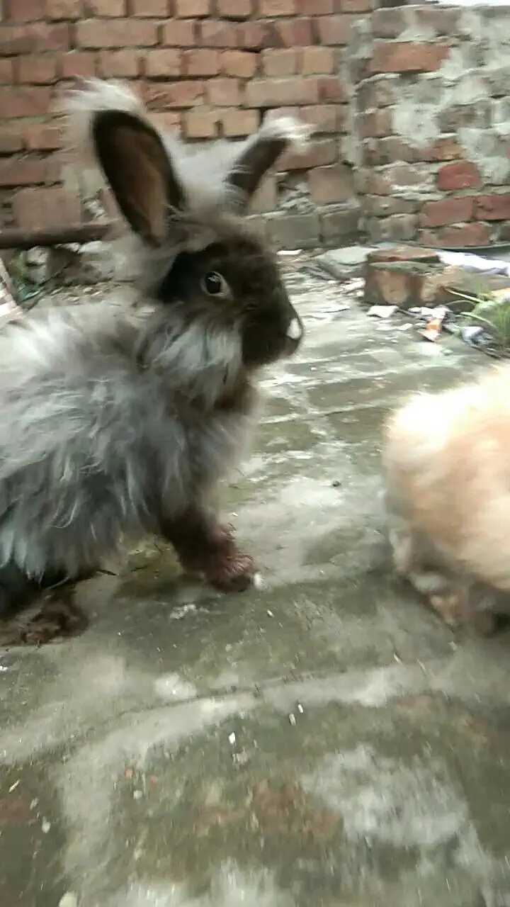 lion head angora rabbit — photo 4