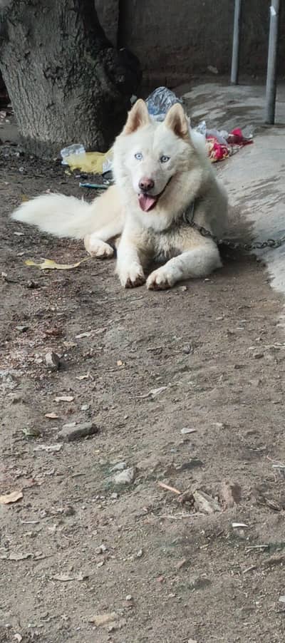 Top notch quality blue eyes  male for sale