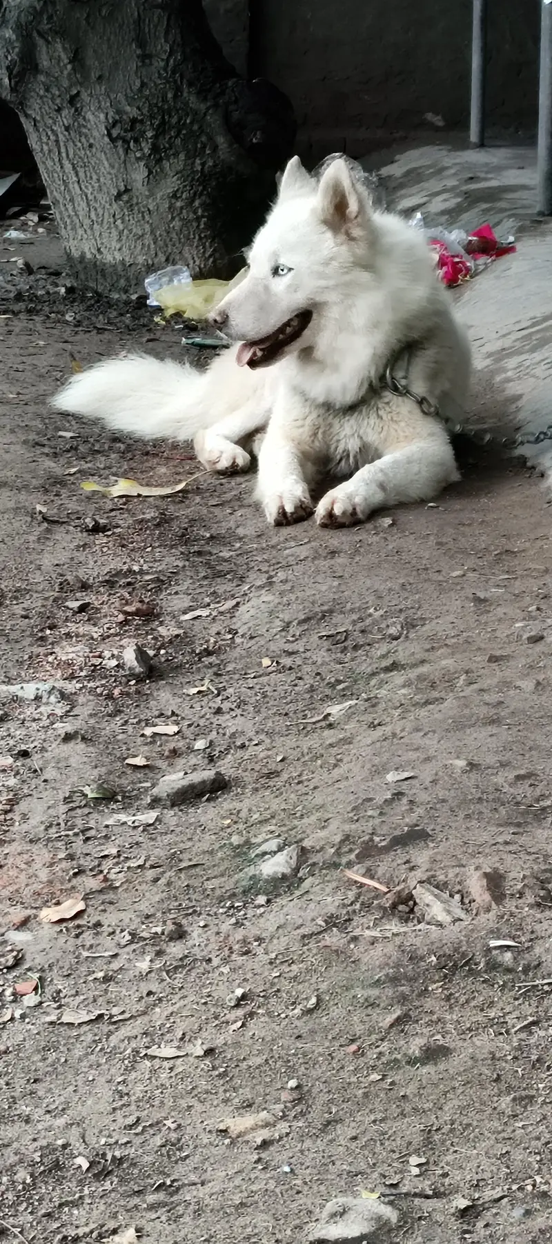 Top notch quality blue eyes  male for sale — photo 2