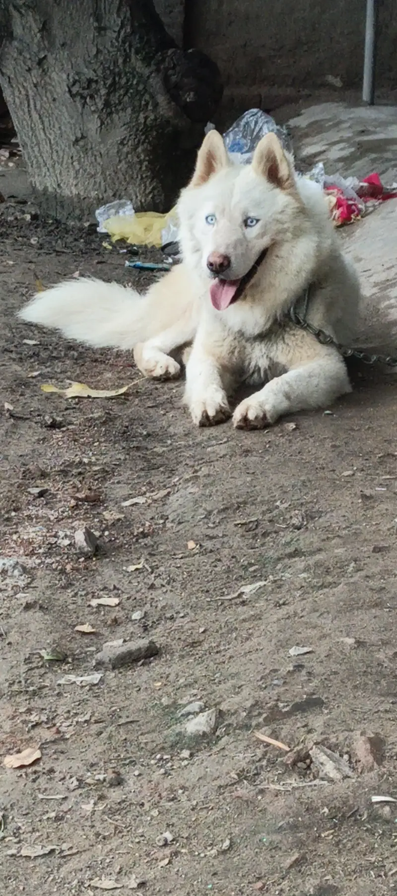 Top notch quality blue eyes  male for sale — photo 3