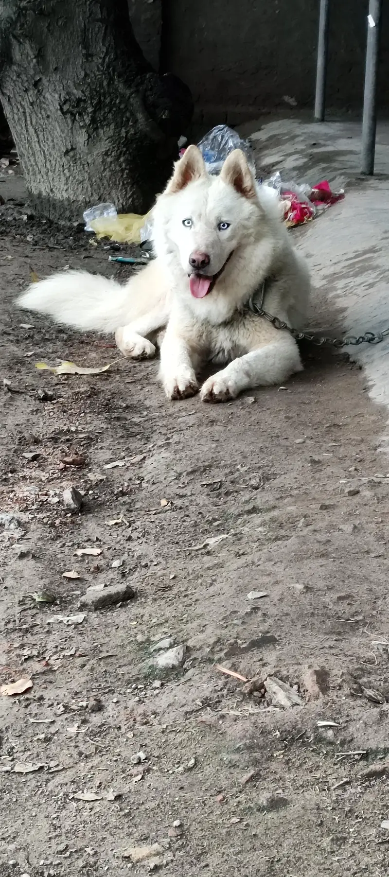 Top notch quality blue eyes  male for sale — photo 4