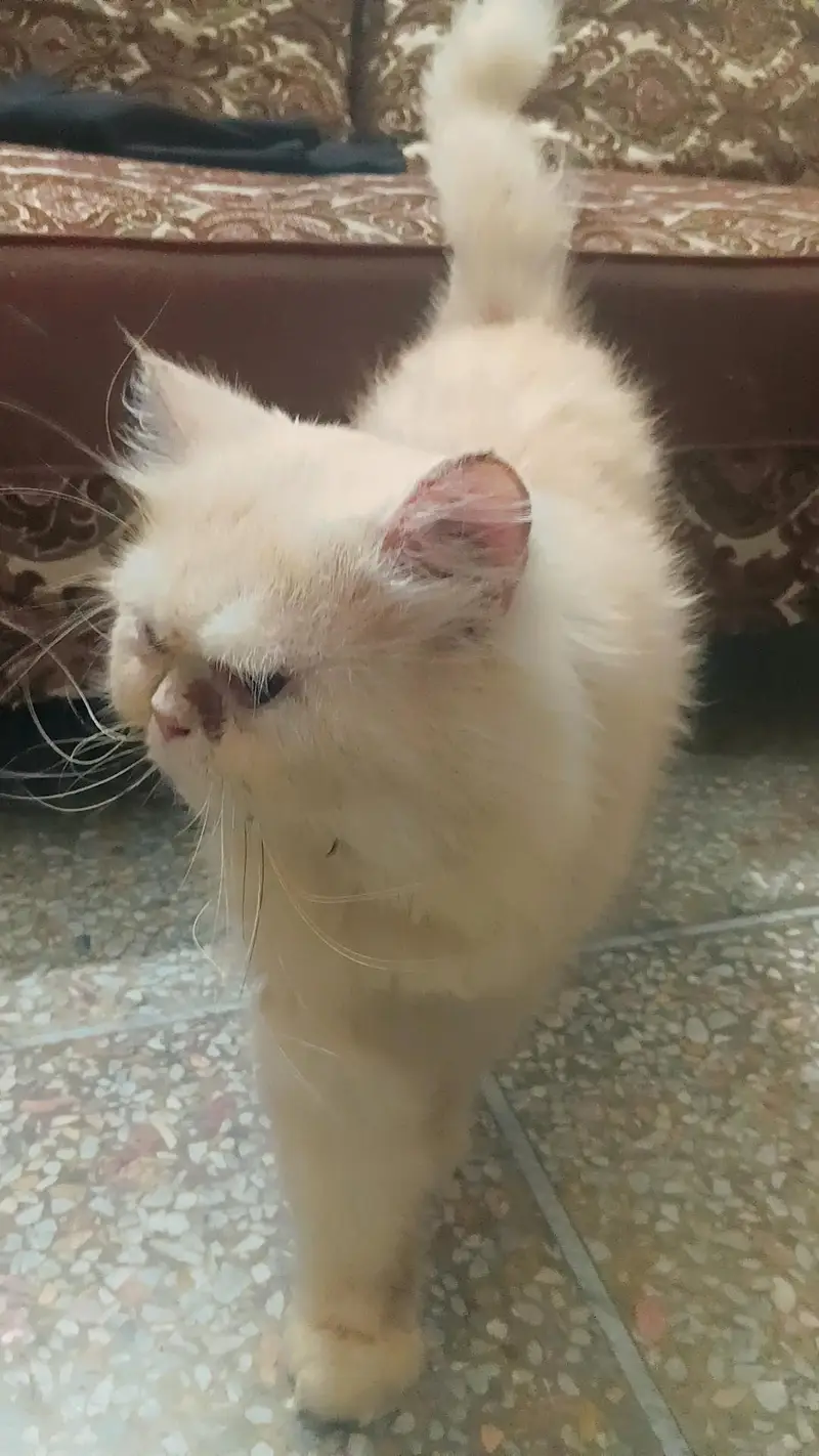 Triple coated adult male cat available for mating not for sale — photo 2