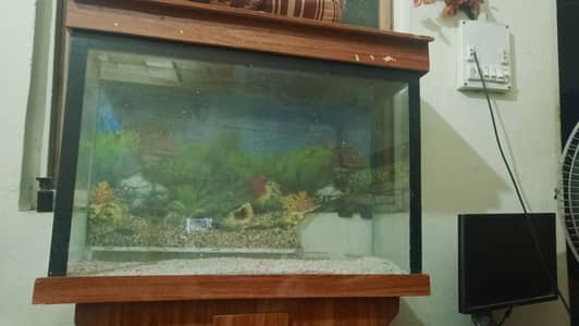 Fish Aquarium