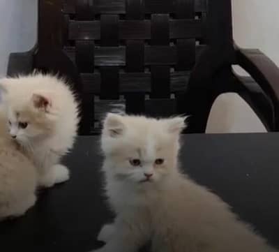 PERSIAN KITTENS AVAILABLE