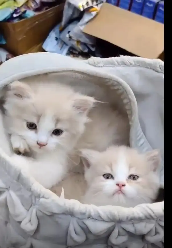 PERSIAN KITTENS AVAILABLE — photo 2