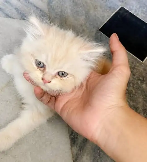 PERSIAN KITTENS AVAILABLE — photo 3