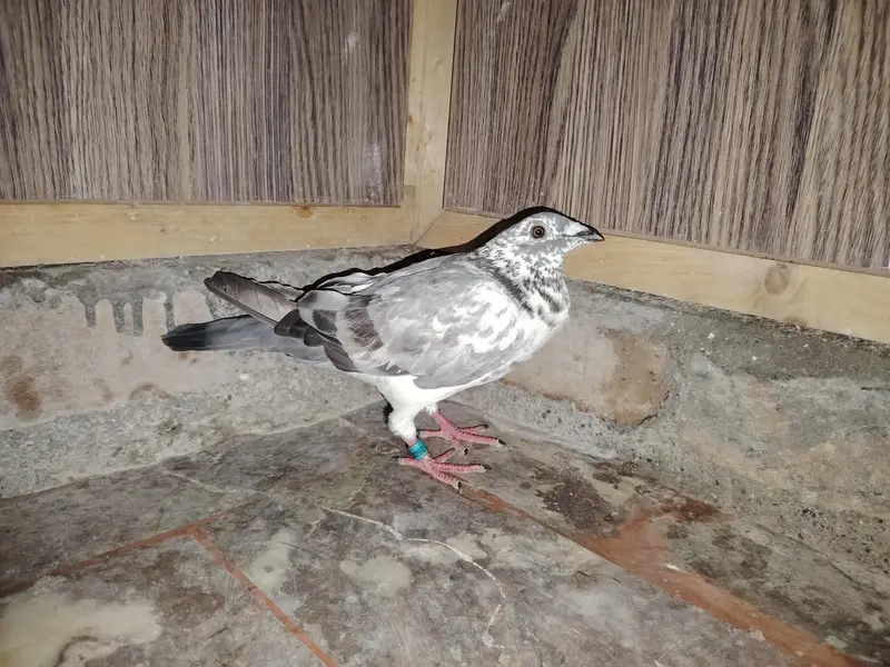grizar kabotor hai bhtijye ne pakra hua hai ye chzz hai jes ko chye wo — photo 2