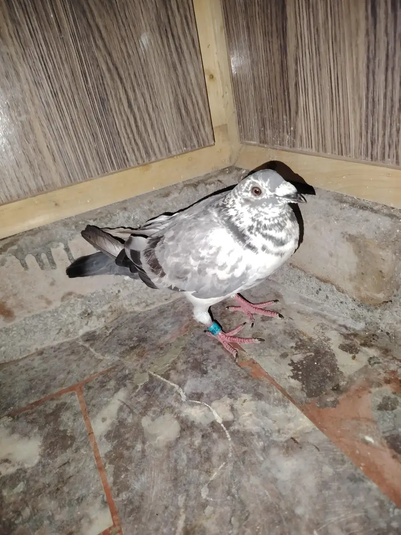 grizar kabotor hai bhtijye ne pakra hua hai ye chzz hai jes ko chye wo — photo 3