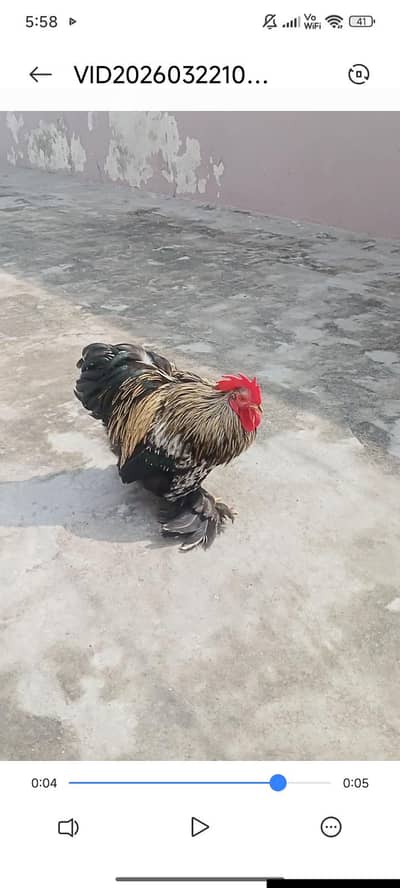 Black Male bantam full active and healthy big offer