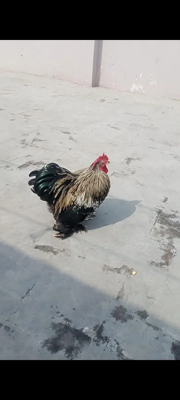 Black Male bantam full active and healthy big offer — photo 2