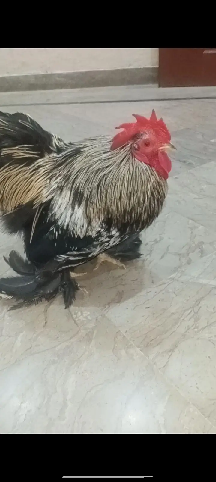 Black Male bantam full active and healthy big offer — photo 3