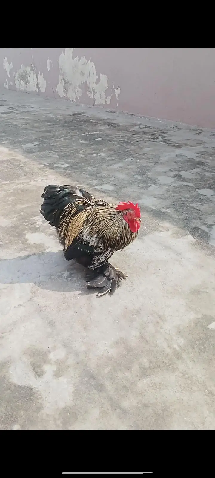 Black Male bantam full active and healthy big offer — photo 4