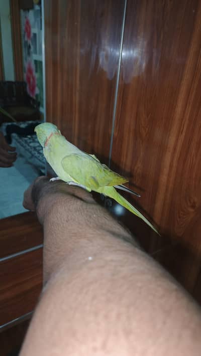 full talking breeder male for sale