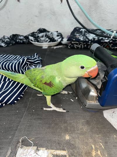 Australian Parrot for Sale