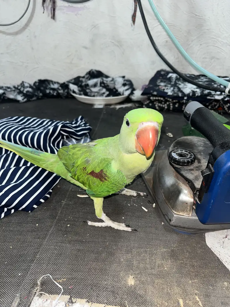 Australian Parrot for Sale — photo 2