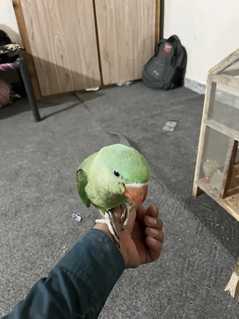 Australian Parrot for Sale — photo 3