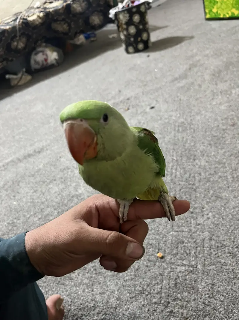 Australian Parrot for Sale — photo 4