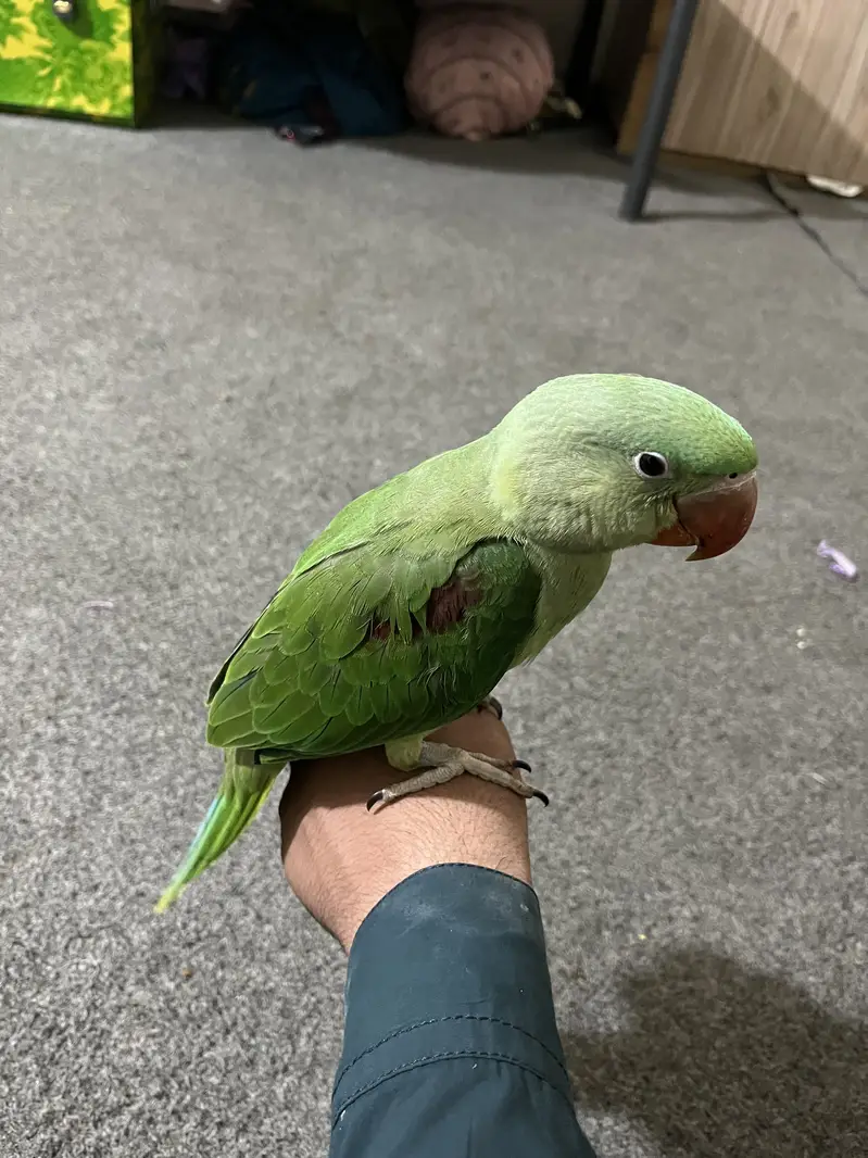 Australian Parrot for Sale — photo 5