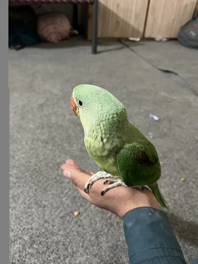 Australian Parrot for Sale — photo 6