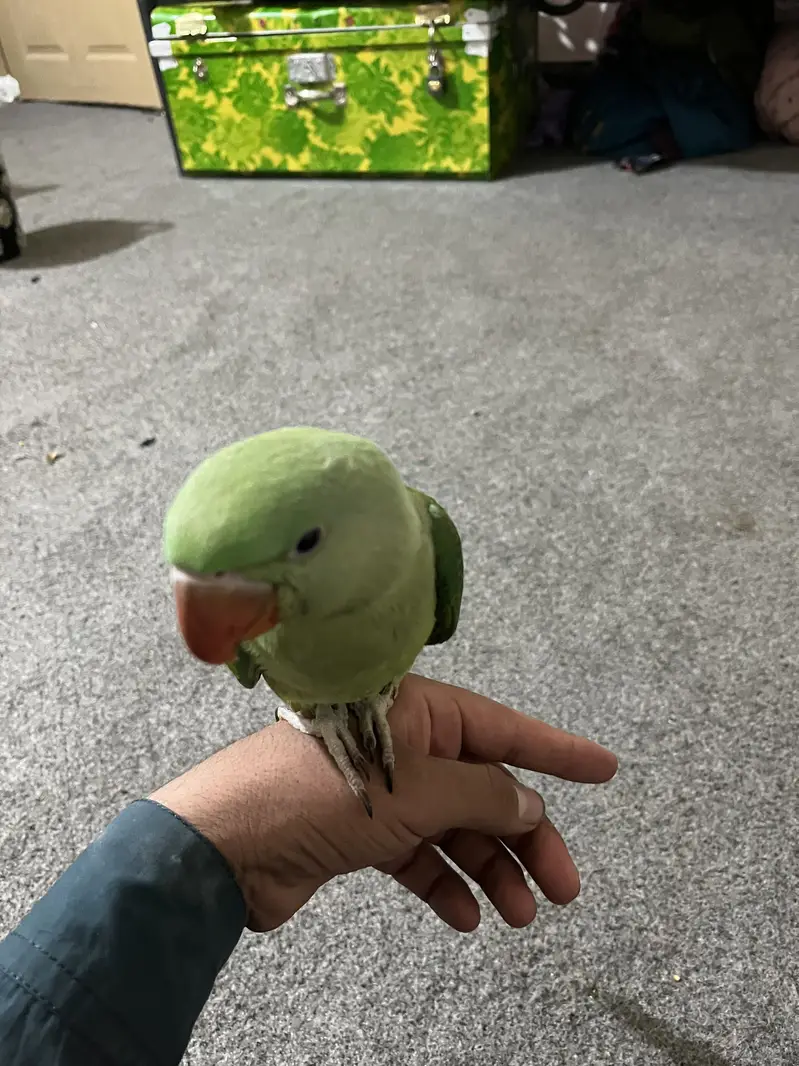 Australian Parrot for Sale — photo 7